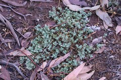 Chenopodium desertorum microphyllum