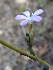 Petrorhagia prolifera
