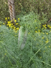 Ferula communis