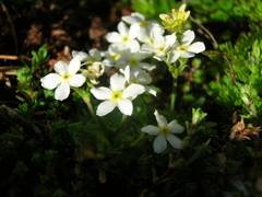 Androsace obtusifolia