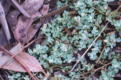 Chenopodium desertorum microphyllum