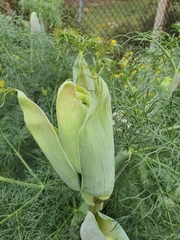 Ferula communis