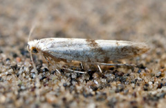 Argyresthia curvella