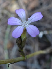 Petrorhagia prolifera