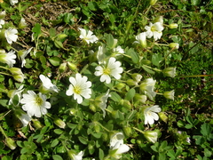 Cerastium latifolium
