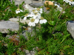 Achillea atrata