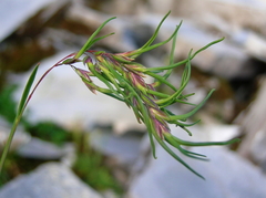 Poa alpina vivipara