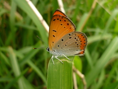 Lycaena dispar