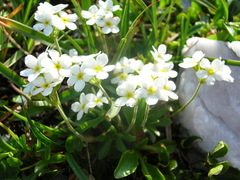 Androsace obtusifolia