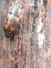 Epuraea flavomaculata