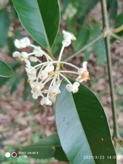 Calophyllum soulattri