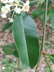 Calophyllum soulattri