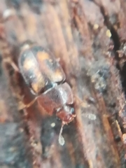 Epuraea flavomaculata