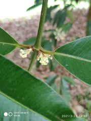Calophyllum soulattri