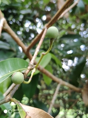 Calophyllum soulattri