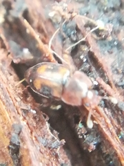 Epuraea flavomaculata