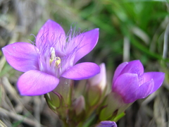 Gentianella germanica