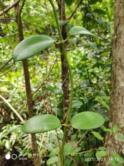 Hoya diversifolia