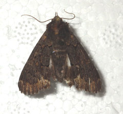 Catephia alchymista