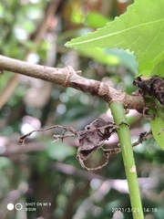 Ptyelinellus praefractus