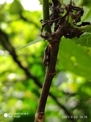 Ptyelinellus praefractus