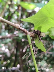 Ptyelinellus praefractus