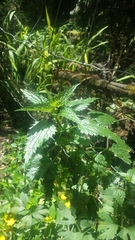 Urtica incisa