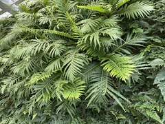 Blechnum gibbum