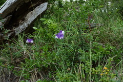 Lathyrus multiceps