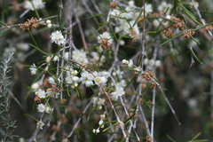 Hypocalymma angustifolium