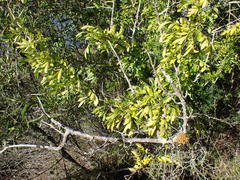 Zanthoxylum davyi
