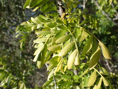 Zanthoxylum davyi