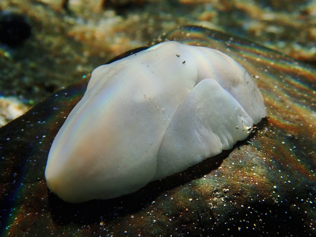Angas' Bubble Shell