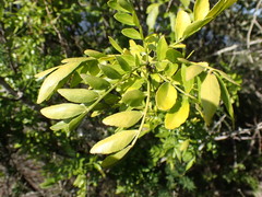 Zanthoxylum davyi