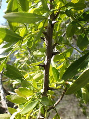 Zanthoxylum davyi