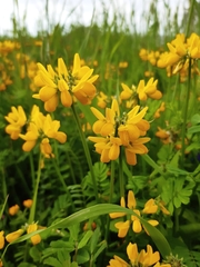 Hippocrepis multisiliquosa