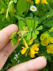 Hippocrepis multisiliquosa