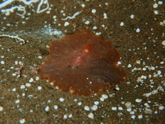 Stylochoidea