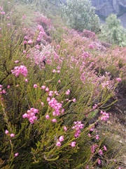 Erica lateralis
