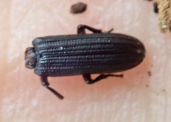 Bothrideridae