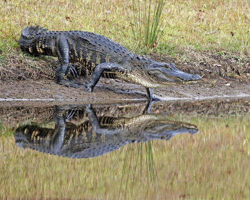 American Alligator photographed in North Carolina