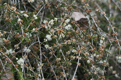 Hypocalymma angustifolium