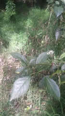 Hedycarya angustifolia