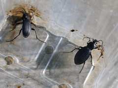 Carabus exaratus