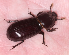 Aulacocyclus edentulus
