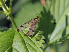 Panorpa connexa