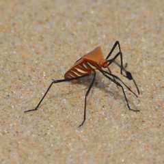 Galaesus hasticornis