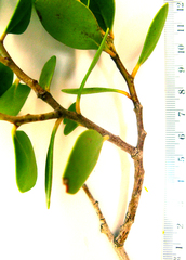 Pterocelastrus tricuspidatus