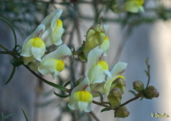 Antirrhinum siculum
