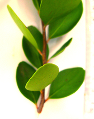 Pterocelastrus tricuspidatus